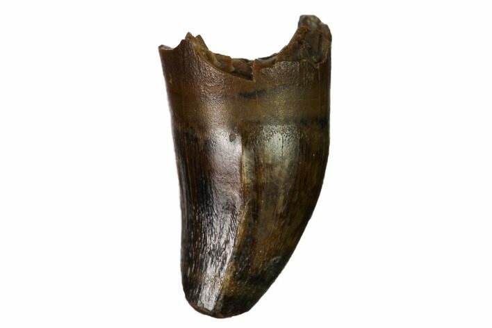 Fossil Crocodilian Tooth - Judith River Formation #164645
